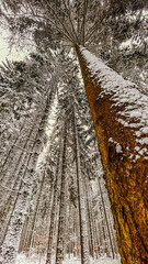 Fichtenwald im WInter