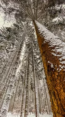 Fichtenwald im WInter © Hubert Körner