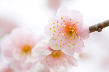 梅　梅の花　花びら　うめ　白梅　ファンタジー　淡いピンク　紅梅