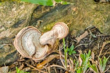 Mushrooms that grow on the roots of trees that emerge from the ground.