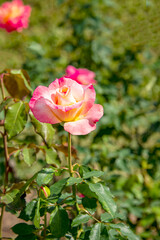 Fototapeta premium The rose is blooming to show its beauty.