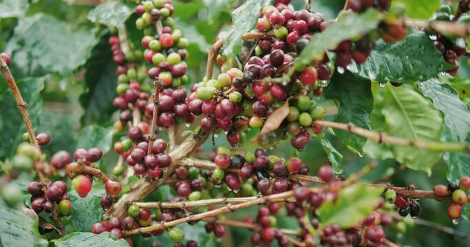 Coffee beans ripening on the tree, fresh coffee, red berry branch
