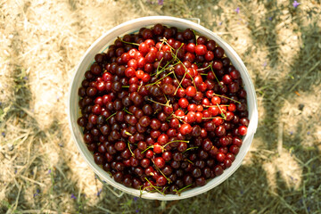 Fresh cherries stuffed in bucket from top view.