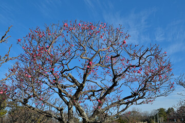 青空を背景にした咲き始めの紅梅