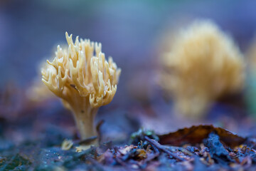 Closeup of a coral fungus. Selective focus on the mushroom on the left side of the frame. defocused background. Shallow depth of field.