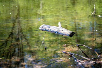 Wooden log floating on water surface. Reflection of green trees, withered leaves rotting underwater. Selective focus on the details, blurred background.