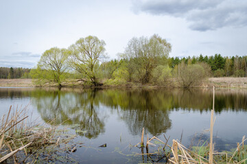 A lake in the forest. Trees and grass grow around the lake