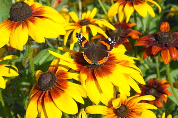 Admiral butterfly (Lat. Vanessa atalanta) on a Rudbeckia flower