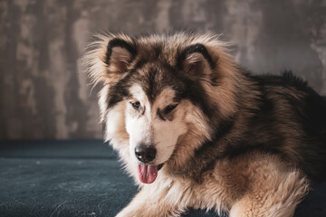 Lovely snout of a Malamute closeup. Funny adorable dog laying on a sofa in a room. Furry ears, tongue out. Selective focus on the details, blurred background.