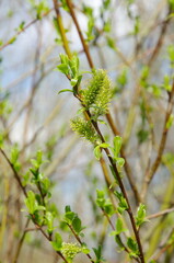 A branch of a flowering willow (Lat. Salix) in spring