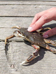 crab in hand
