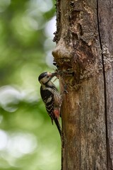 White-backed Woodpecker (Dendrocopos leucotos) nesting