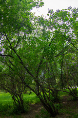 Fototapeta premium trees in the forest