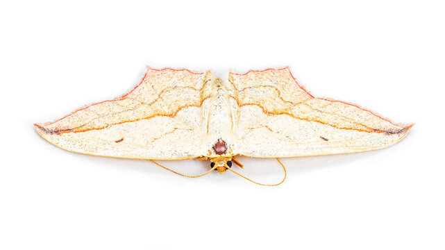 The blood-vein moth or Timandra comae isolated on white background, macro photo