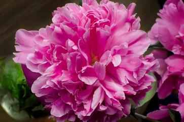 Pink peony flower close-up. Background