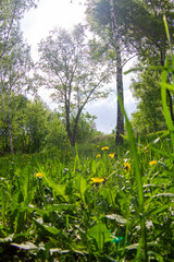 Fototapeta premium spring in the forest