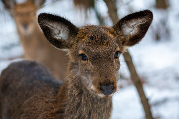 Young deer in the forest. Wild deer in the reserve. A small deer walks through the forest. Deer. Animals in the reserve. Wild forest. Animal at will
