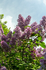 Obraz premium lilac flowers in spring