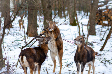 Fototapeta na wymiar Young deer in the forest. Wild deer in the reserve. A small deer walks through the forest. Deer. Animals in the reserve. Wild forest. Animal at will