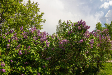 flowers in the garden