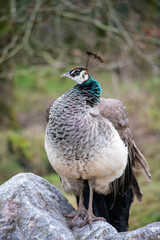 Portrait of beautiful peacock female