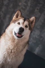 Alaskan Malamute girl portrait. Young cute dog with white furry collar, black wet nose and loving eyes. Selective focus on the details, blurred background.