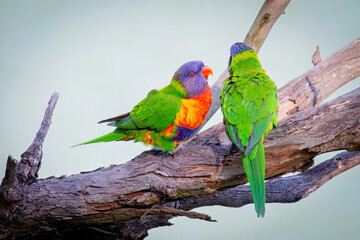 A mating pair of Rainbow Lorikeets preening each other whilst sitting on a lange tree branch.