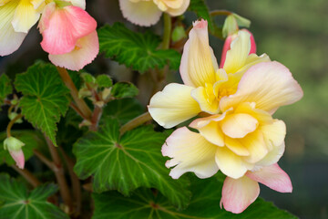 Beautiful pink-yellow begonia with lush flowers. Floriculture, hobby, home flowers.