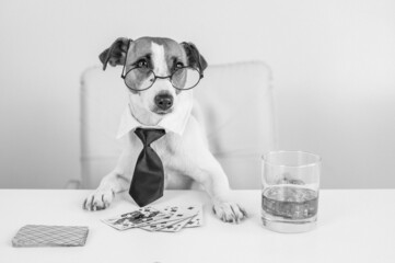 Jack russell terrier dog with glasses and a tie drinks whiskey and plays poker. Addiction to...