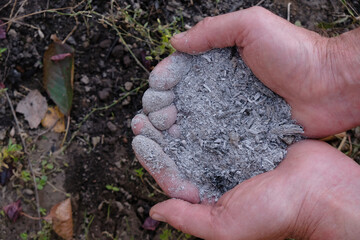 Ashes in men's palms on a ground background. Mineral organic fertilizer.	