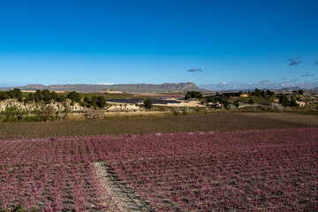 Peach blossom in Cieza La Torre in the Murcia region in Spain