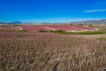 Obraz premium Peach blossom in Ascoy near Cieza in the Murcia region in Spain