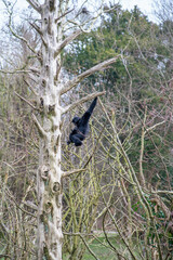 Siamang Gibbon on the old tree
