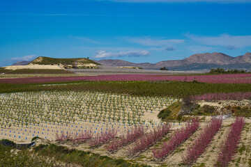 Obraz premium Peach blossom in Cieza, Mirador El Horno in the Murcia region in Spain