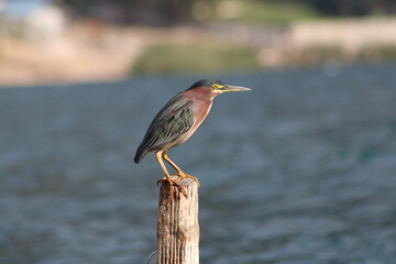 Green heron