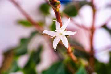 A single white coffee flower blooming on branch of a coffee tree