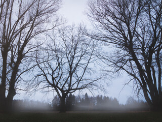 Leafless winter tree silhouette with misty fog and moody sky. Winter czech park landscape