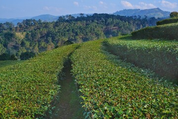 Fototapeta na wymiar Scenic view of terrace farming of tea planation on a hill in northern Thailand with rows of tea trees in staircase pattern down the mountain.