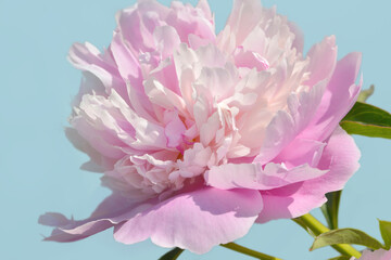light pink peony flower