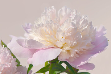 light pink peony flower