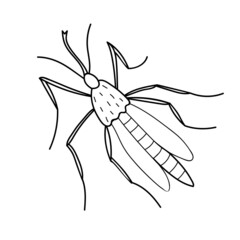 Vector black outline mosquito in doodle sketch style. Top view. Black and white drawing insect. Clipart, design element on theme of nature, spring, summer, isolated