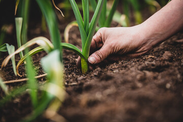Fresh garlic plant growing up in the garden
