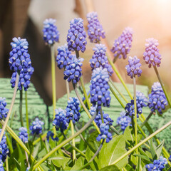 Beautiful blue flowers of muscari. Viper onion or Mouse hyacinth