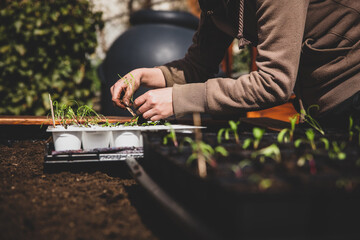 Female gardener plant seedlings into the raised bed
