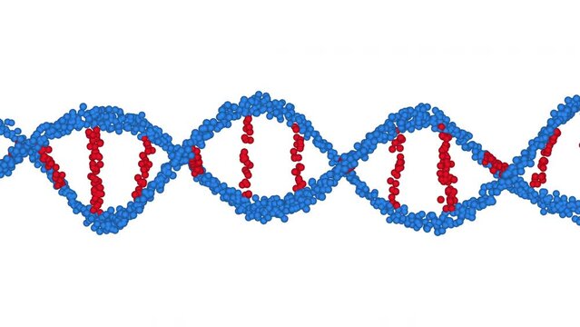 Red and Blue DNA Zoom Out and Can be Loops on White Background