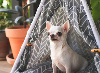 white short hair Chihuahua dog sitting  in  gray teepee tent between house plant pot in balcony,...