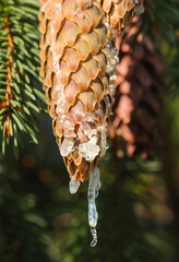Spruce cones dripping with resin.