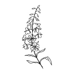 Willow herb, Chamerion angustifolium, fireweed, rosebay hand drawn ink sketch botanical illustration, vector graphic flower, line art design bouquet for packaging tea, greeting card, medicine plant