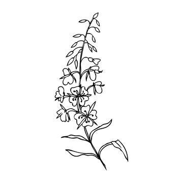 Willow herb, Chamerion angustifolium, fireweed, rosebay hand drawn ink sketch botanical illustration, vector graphic flower, line art design bouquet for packaging tea, greeting card, medicine plant