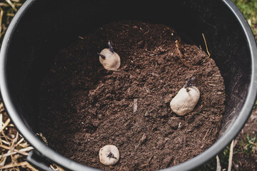 Seed potatos growing up in a bucket with soil
